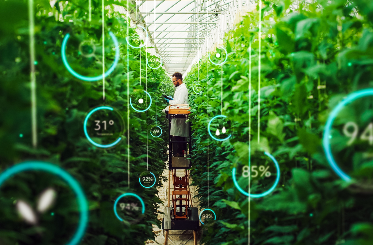 Professional,Male,Bioengineer,Examining,Crops,On,Modern,Vertical,Farm.,Man
